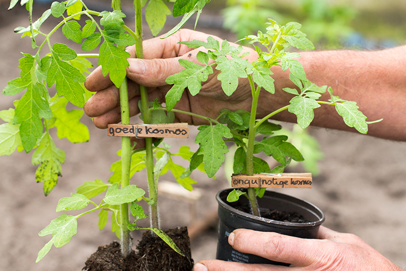 Tomaten trucs testen